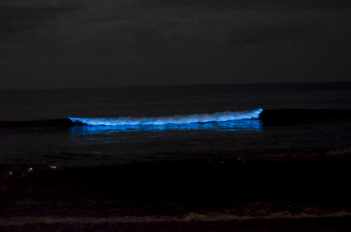 夜光虫 at 鎌倉 七里ガ浜